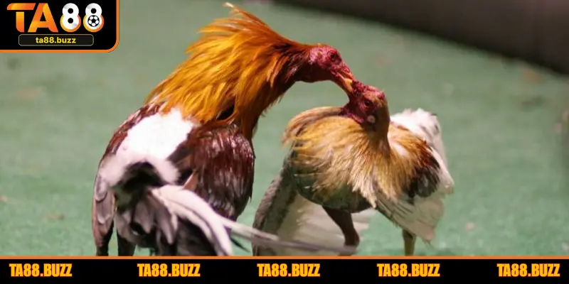 Chọn gà Thomo - Chơi là ghiền