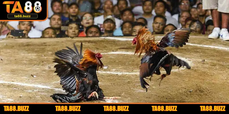 Tại sao người chơi cần chọn trận gà uy tín? 