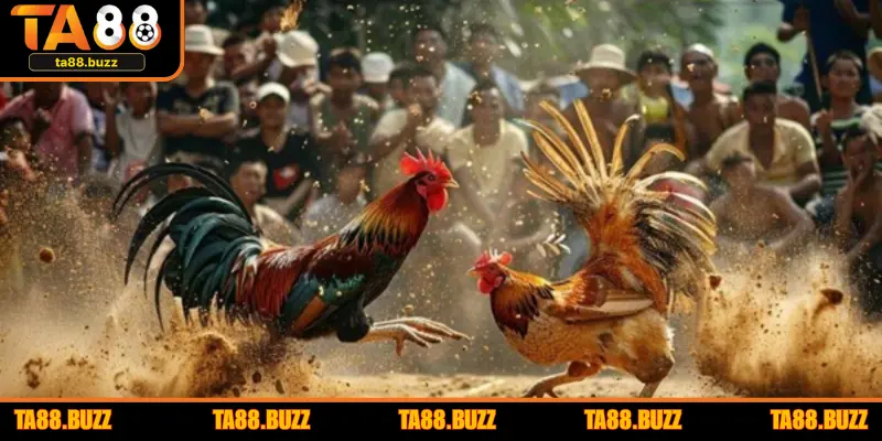 Toàn tập luật chơi đá gà trực tiếp Thomo cho người mới